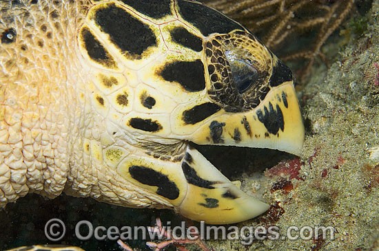 Hawksbill Sea Turtle feeding on sponge photo