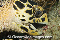 Hawksbill Sea Turtle feeding on sponge Photo - Michael Patrick O'Neill