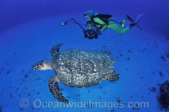 Diver with Hawksbill Turtle photo