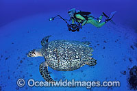 Diver with Hawksbill Turtle Photo - Michael Patrick O'Neill