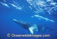 Minke Whale Balaenoptera acutorostrata Photo - Lin Sutherland