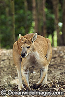 Antilopine Wallaroo Macropus antilopinus Photo - Gary Bell