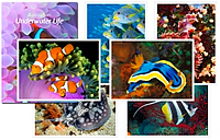 Clownfish Postcards