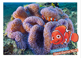  Clownfish in Anemone