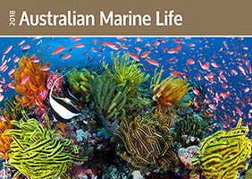Great Barrier Reef and Fish