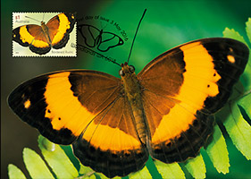 Rustic Butterfly Maxicard