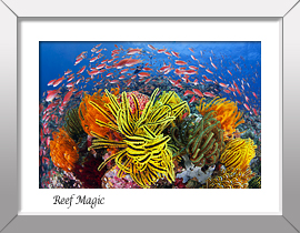 Reef Magic Print