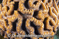 Brain Coral (Symphyllia sp.), showing close detail of the coral. Found throughout the Indo-West Pacific, including the Great Barrier Reef, Australia. Photo taken at Christmas Island, Australia.