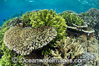 Underwater reefscape consisting of a variety of Acropora Corals. Kimbe Bay, Papua New Guinea.