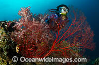 Diver observing a large Gorgonia Coral and Sea Sponge. Kimbe Bay, Papua New Guinea.