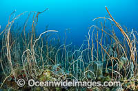 Whip Coral (Ellisella sp.). Kimbe Bay, Papua New Guinea.