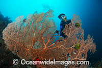 Diver observing a large Gorgonia Coral. Kimbe Bay, Papua New Guinea.