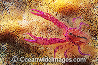 Fairy Crab (Lauriea siagiani), on giant Barrel Sponge. Also known as Hairy Squat Lobster. Bali, Indonesia