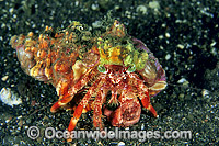 Hermit Crab (Dardanus pedunculatus) - living in a shell covered in Sea Anemone. Also known as Anemone Hermit Crab. Bali, Indonesia