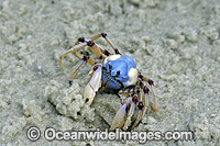 Soldier Crab (Mictyris longicarpus). Sequence 1: Burying itself in estuary sand. Stradbroke Island, Queensland, Australia