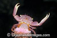 Red-spotted Trapeze Crab (Trapezia rufopunctata). Bali, Indonesia