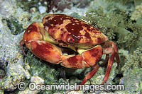 Reef Crab (Carpilius convexus). Bali, Indonesia