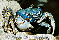 Christmas Island Blue Crab (Cardisoma hirtipes). A terrestrial crab Endemic to Christmas Island, Australia