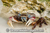 Land Crab (Cardisoma carnifex). Cocos (Keeling) Islands, Indian Ocean, Australia