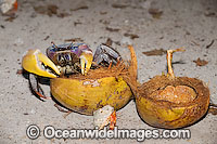 Land Crab (Cardisoma carnifex) and Red Hermit Crab (Coenobita perlata) - feeding on an opened coconut. Cocos (Keeling) Islands, Indian Ocean, Australia