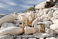 Horn-eyed Ghost Crab (Ocypode ceratophthalma) - on beach coral rubble. Also known as Stalk-eyed Ghost Crab. Cocos (Keeling) Islands, Indian Ocean, Australia