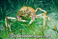 Giant Spider Crab (Leptomithrax gaimardii) - amongst sea grass. Found in Albany, WA, to Sydney, NSW, including Tas. Usually in deep water, but seasonally seen aggregating in shallow water. Australia