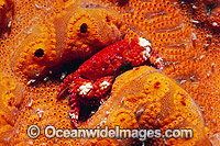 Xanthid Crab (Actaea peronii) - also known as Stone Crab, resting on encrusting ascidian (Botrylloides leachi). Found on rocky reefs throughout southern WA to Port Stephens, NSW, Australia