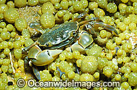 Shore Crab (species uncertain) - amongst bubble algae, situated on exposed tidal platform. Mornington Peninsula, Victoria, Australia