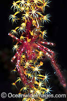 Spider Crab (Achaeus japonicus) - on whip coral. Also known as Decorator Crab. Found throughout the Indo-Pacific. Photo taken Tulamben, Bali, Indonesia