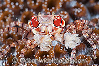 Boxer Crab (Lybia tessellata), resting on coral. Note stinging Sea Anemones that are held in claws, which are used in defence. Found throughout the Indo-West Pacific. Photo taken off Anilao, Philippines. Within the Coral Triangle.