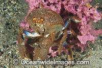 Sponge Crab (Cryptodromia octodetata), with its sponge cover used to hide and protect the crab. Found in temperate Australian waters, usually under jetties. Photo taken at Edithburgh Jetty, York Peninsula, South Australia, Australia.
