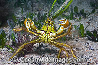 Decorator Crab (Naxia aurita), decorated in sea algae. Found throughout temperate Australian waters on shallow reefs and seagrass beds. Photo taken at Edithburgh, York Peninsula, South Australia, Australia.