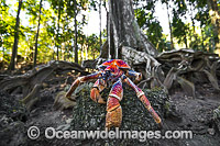 Robber Crab or Coconut Crab (Birgus latro). A species of terrestrial Hermit Crab found throughout the Indian and Pacific Ocean, becoming rare. Photo taken on Christmas Island, Indian Ocean, Australia, where very common.