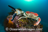 Giant Crab (Pseudocarcinus gigas), male. Also known as King Crab. A deep water species collected near the Continental Shelf by commercial fishers. Photo was taken in Tasmania, Australia.