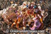 Hermit Crab (Dardanus pedunculatus). This species covers its shell in Sea Anemones, providing camouflage and protection for the crab. Common throughout the Indo-West Pacific, including the Great Barrier Reef, Australia. Within the Coral Triangle.