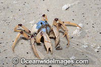 Soldier Crab (Mictyris longicarpus). Sapphire Coast, New South wales, Australia.