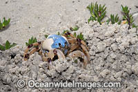 Soldier Crab (Mictyris longicarpus) SEQUENCE 1 (b). Sapphire Coast, New South wales, Australia.