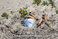 Soldier Crab (Mictyris longicarpus) SEQUENCE 1 (f). Sapphire Coast, New South wales, Australia.