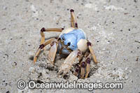 Soldier Crab (Mictyris longicarpus). Sapphire Coast, New South wales, Australia. SEQUENCE 2 (a)