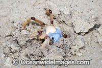 Soldier Crab (Mictyris longicarpus). Sapphire Coast, New South wales, Australia. SEQUENCE 2 (f)
