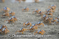 Soldier Crabs (Mictyris longicarpus). Sapphire Coast, New South wales, Australia.