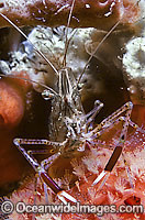 Palaemonid shrimp (Palaemon serenus). Found on sheltered to exposed coastal reefs throughout SA, Vic and NSW, including Tas, Australia