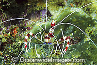 Banded Coral Cleaner Shrimp (Stenopus hispidus). Also known as Boxer Shrimp. Found throughout the Indo-Pacific. Photo taken Great Barrier Reef, Queensland, Australia