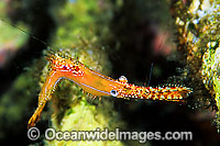 Palaemonid Shrimp (Leander plumosus). Found throughout Indo-Pacific. Photo taken Lembeh Strait, Sulawesi, Indonesia