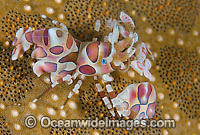 Harlequin Shrimp (Hymenocera picta), on a Sea Star. Found throughout the Indo-Pacific, including the Great Barrier Reef, Australia.