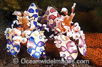 Harlequin Shrimp (Hymenocera picta), showing two different coloured phase individuals feeding on a sea star. Found throughout Indo-Pacific. Photo taken at Tulamben, Bali, Indonesia. Within Coral Triangle.