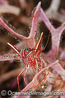 Hinge-beak Shrimp (Rhynchocinetes durbanensis). Found throughout the Indo Pacific. Photo taken at Tulamben, Bali, Indonesia. Within Coral Triangle.