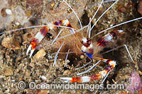 Banded Coral Cleaner Shrimp (Stenopus hispidus). Also known as Boxer Shrimp. Found throughout the Indo Pacific, including the Great Barrier Reef, Australia.