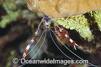 SEQUENCE: 1a. Banded Coral Shrimp (Stenopus hispidus), prepares to shed its shell. Also known as Banded Boxer Shrimp. Found throughout the Indo-Pacific, including the Great Barrier Reef, Australia.