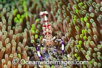 Commensal Shrimp (Periclimenes venustus), on a Sea Anemone. Found throughout the Indo-Pacific, including the Great Barrier Reef, Australia. Also within the Coral Triangle.